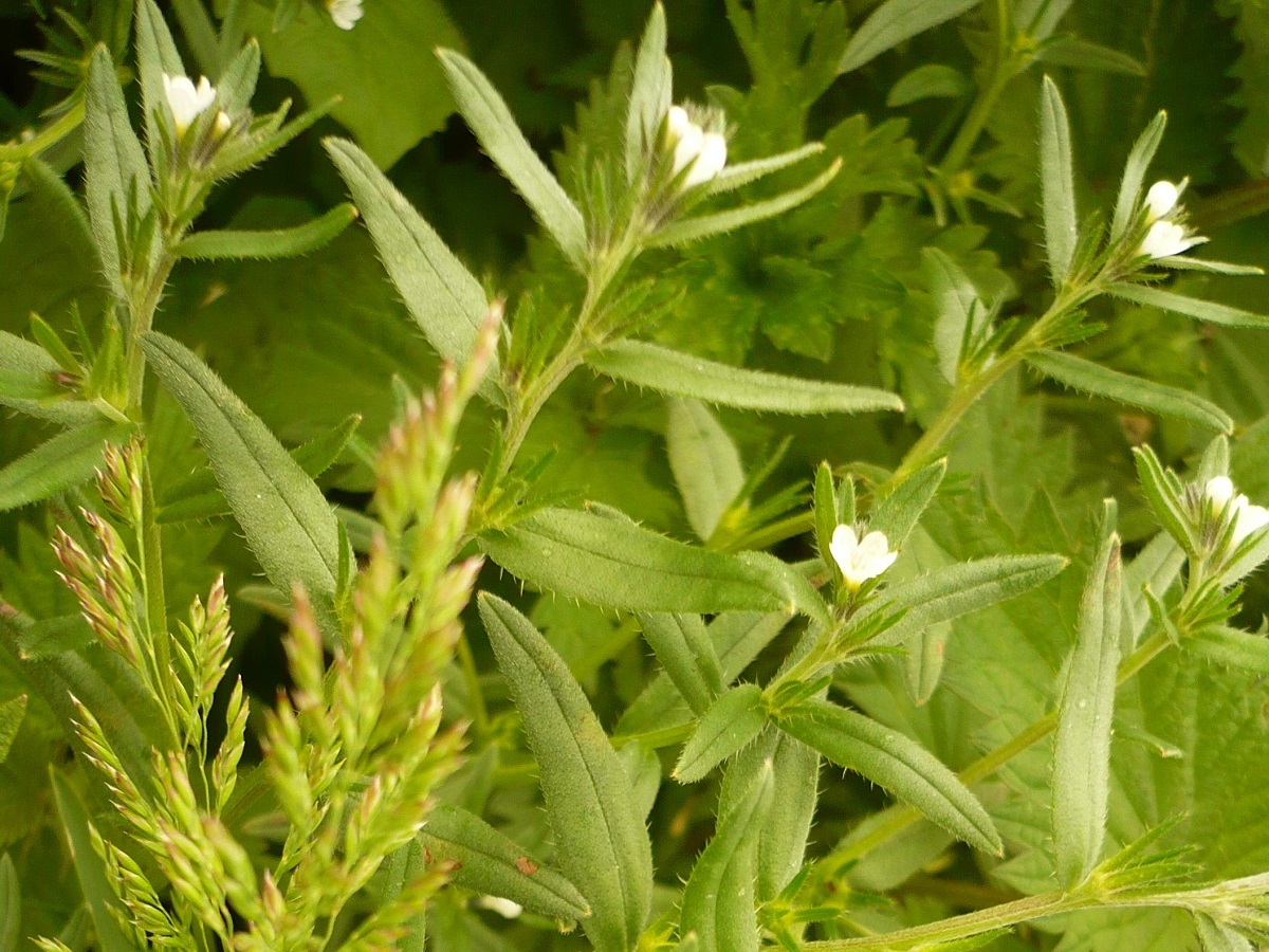 Buglossoides arvensis subsp. arvensis (Boraginaceae)
